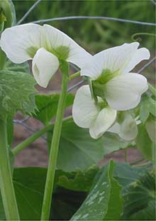 Doperwt rijserwt bloemen Pisum sativum