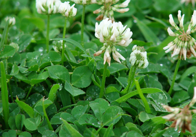 Trifolium-repens